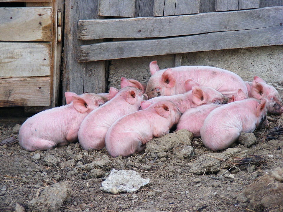 Mammal pork farming