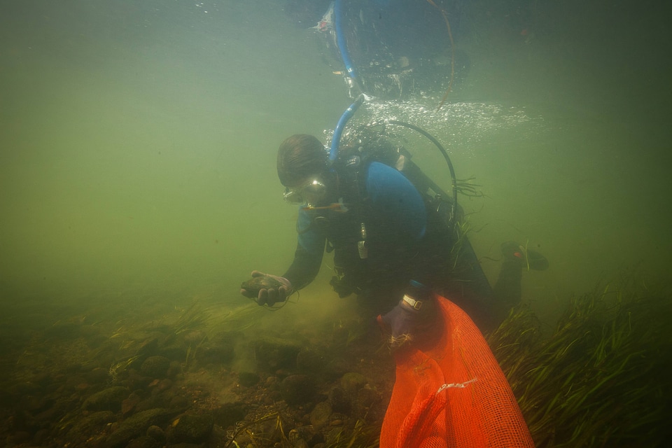 Diver collects freshwater mussels-1