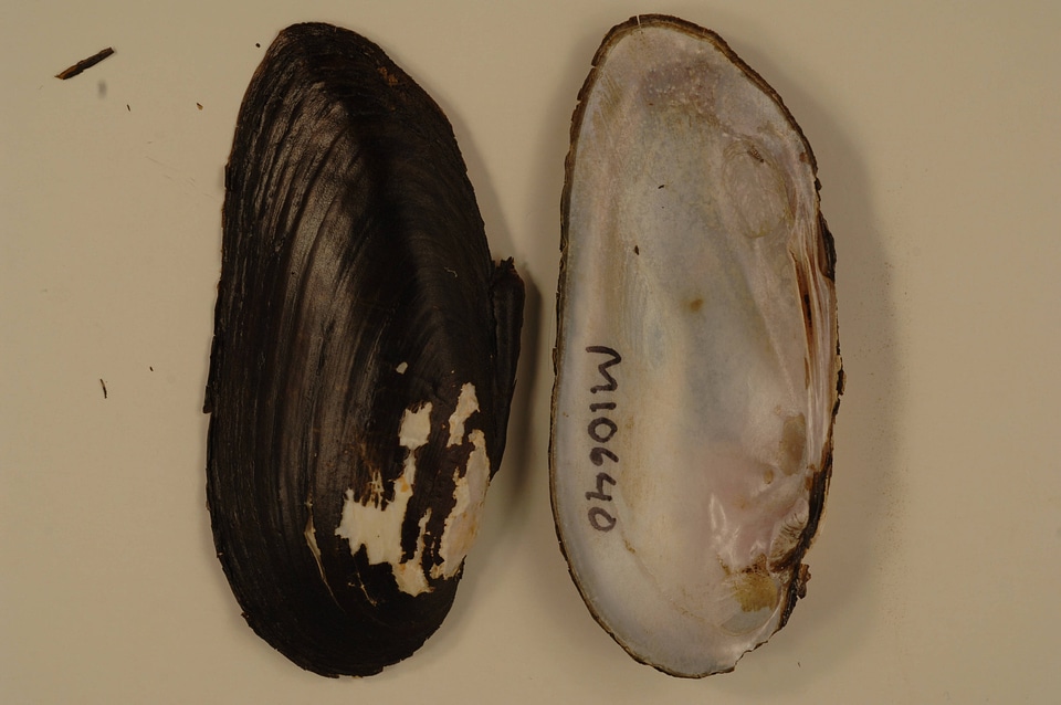 Elliptio dilatata-2