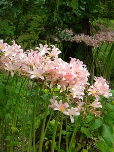 Natural blossom bloom