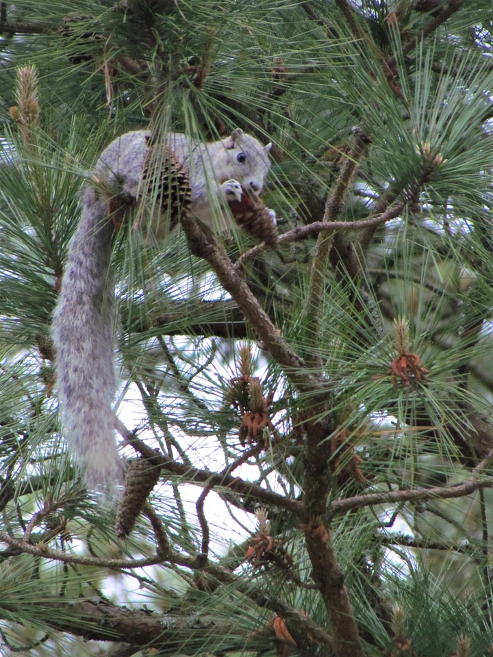 Delmarva Peninsula fox squirrel-2
