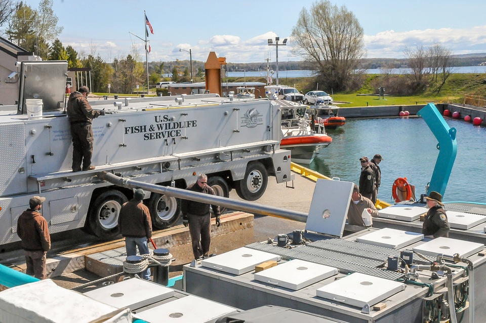 FWS staff loading juvenile lake trout onto MV Spencer Baird-3