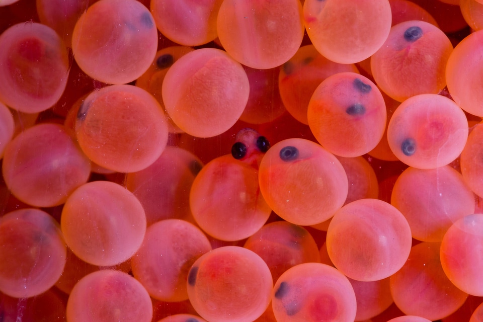 Rainbow trout eggs-5