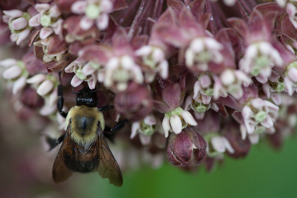 Common Milkweed-4