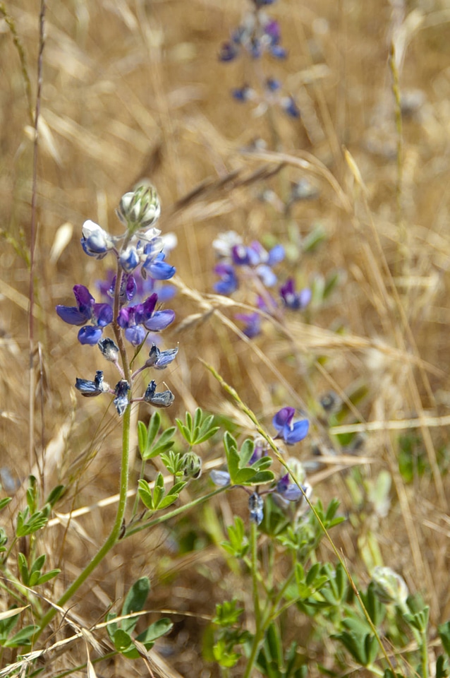 Lupine-1