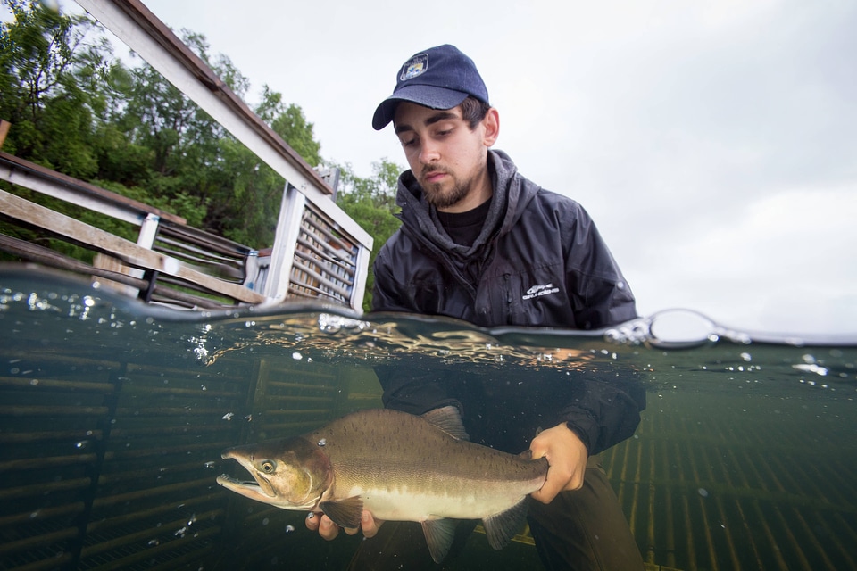 Biologist releases salmon-6
