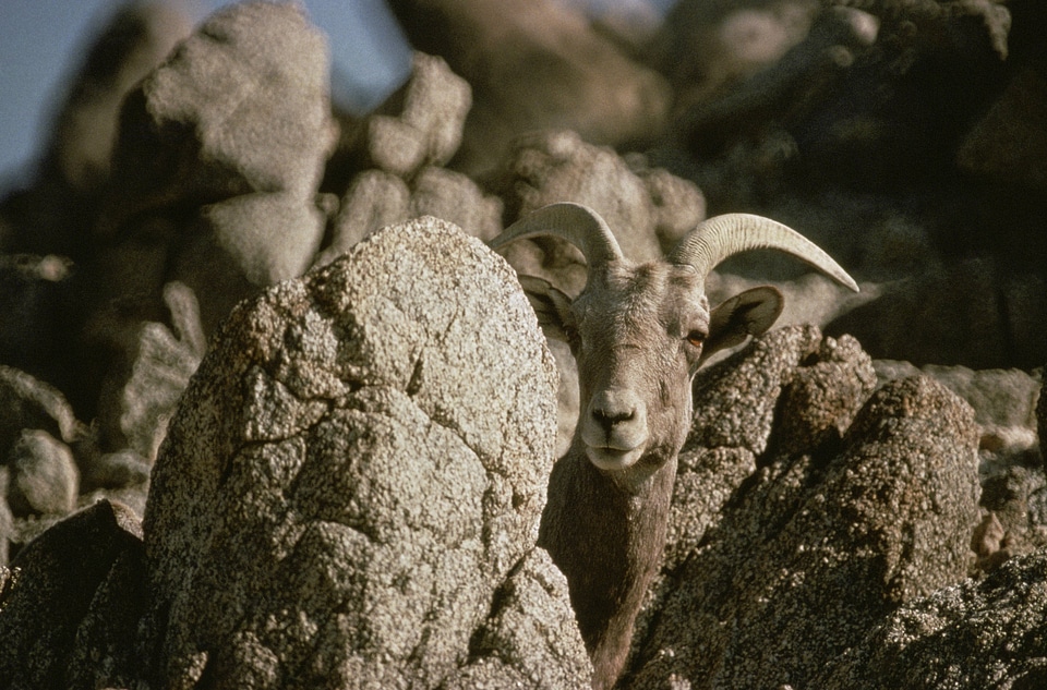 Peninsular Bighorn Sheep