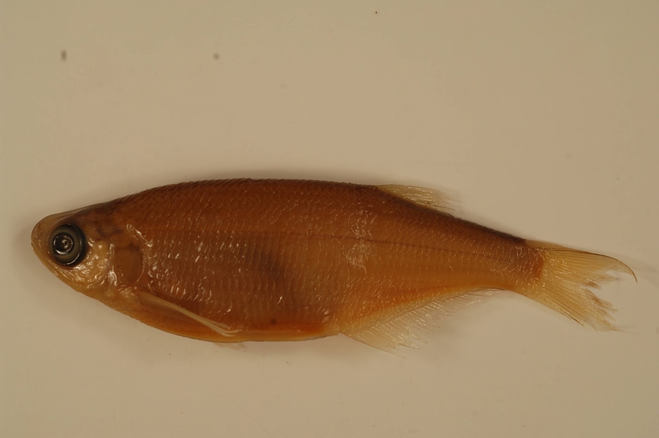 Hiodon alosoides-1