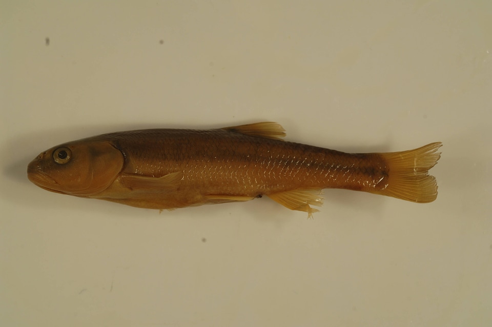 Semotilus atromaculatus-1