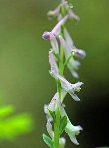Corydalis scouleri