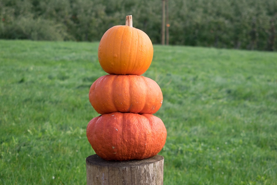 Yellow gourd decoration