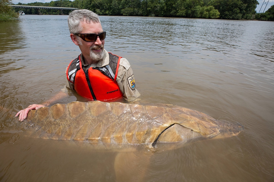 Biologist shows side view of a Gulf sturgeon in river
