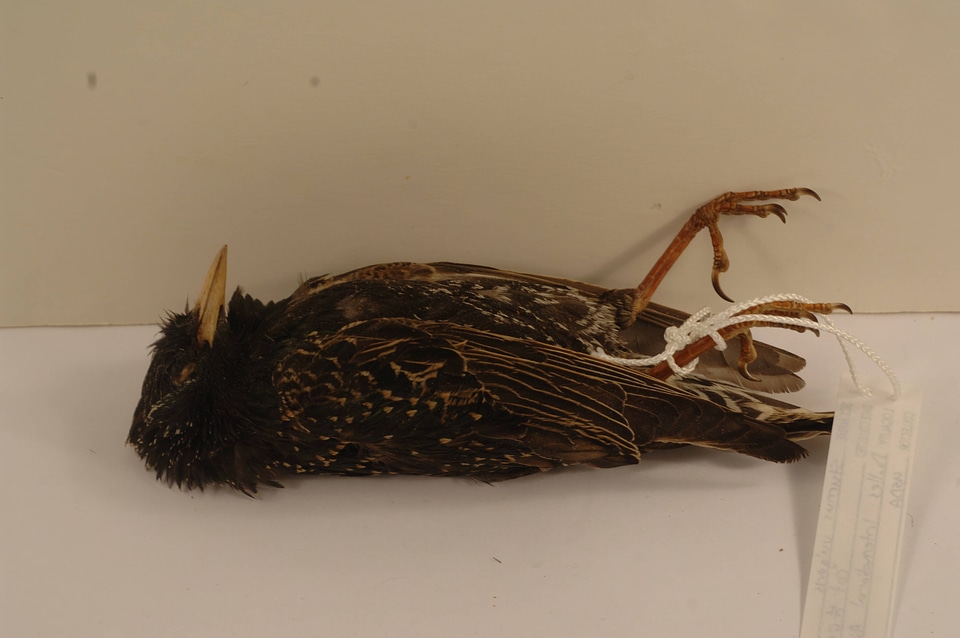 Sturnus vulgaris-2