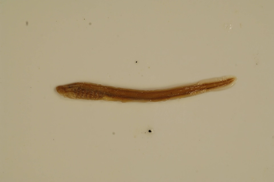 Petromyzon marinus-3
