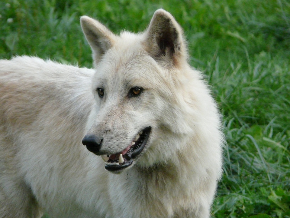 White carnivore nature