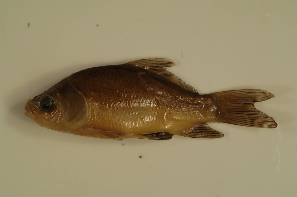 Ictiobus cyprinellus-1