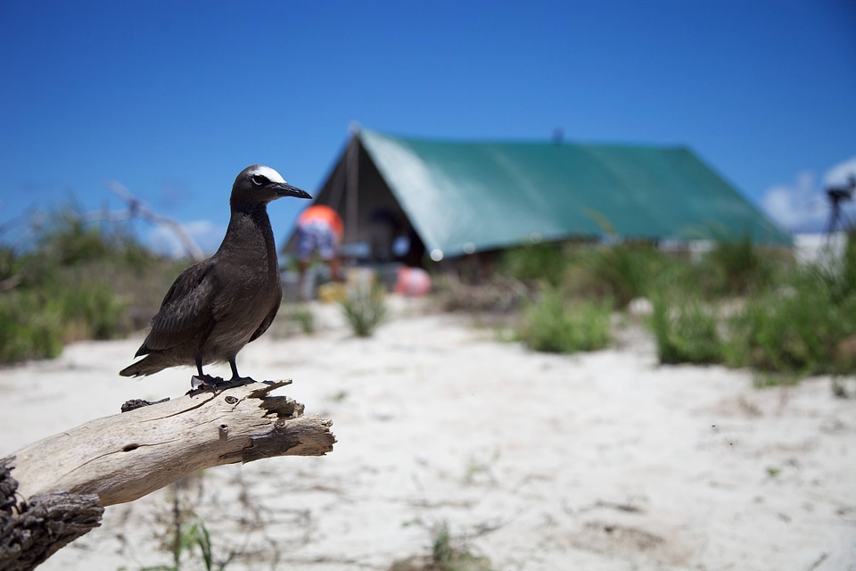 Brown Noddy on Laysan Island-2