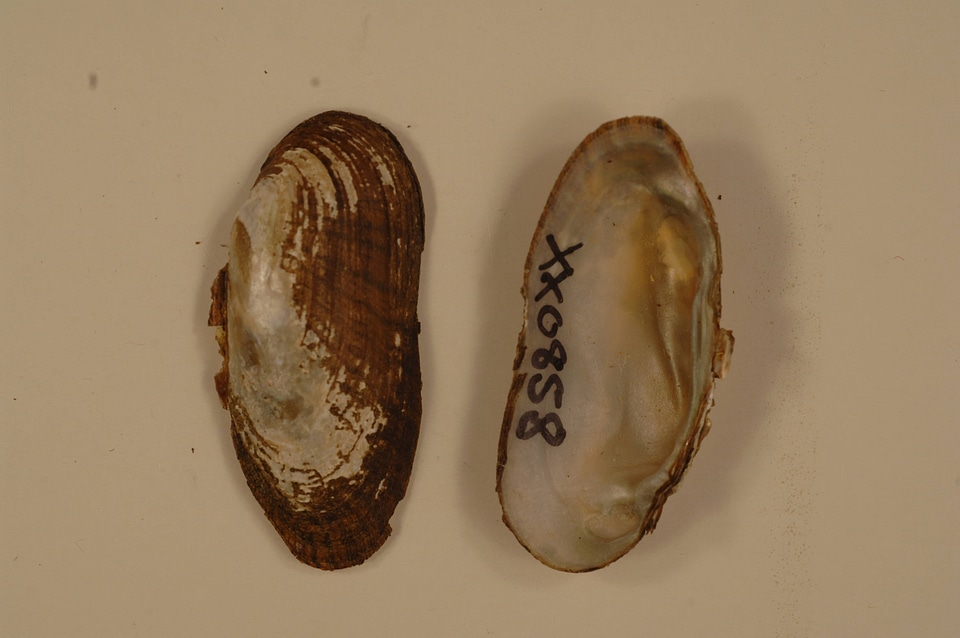 Medionidus conradicus-1