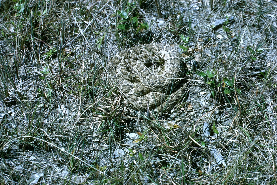 Western Diamondback Rattlesnake