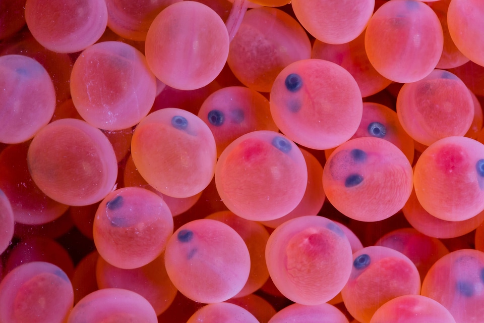 Rainbow trout eggs-3