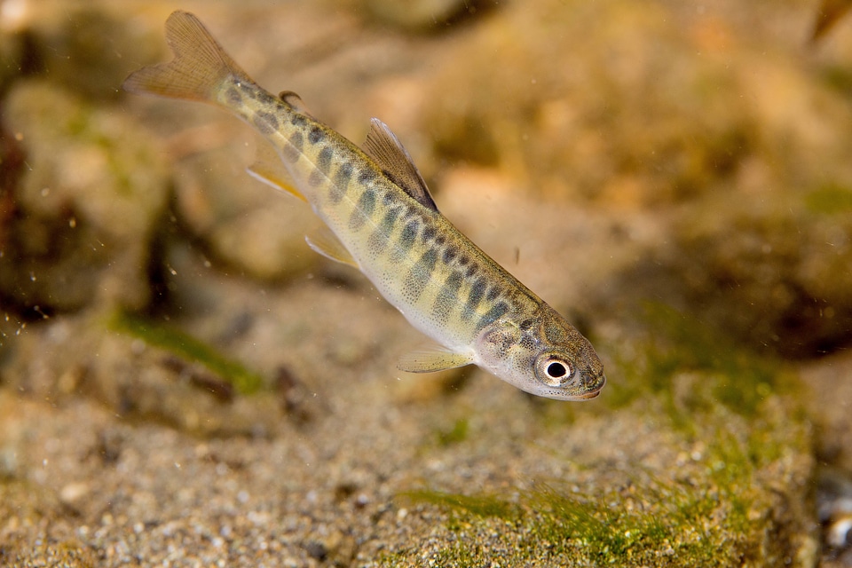 Juvenile Chinook salmon-2