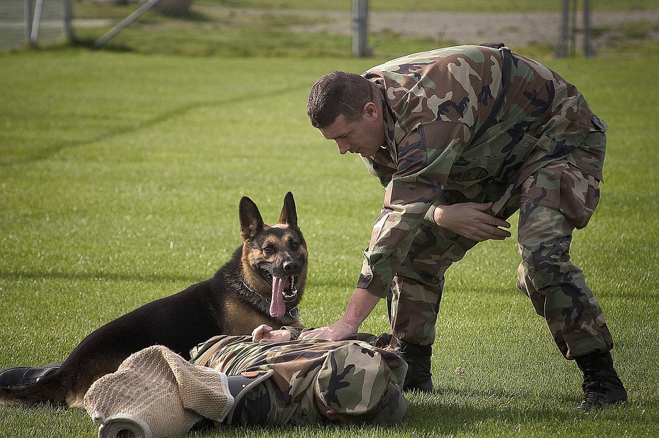 German shepard grass training