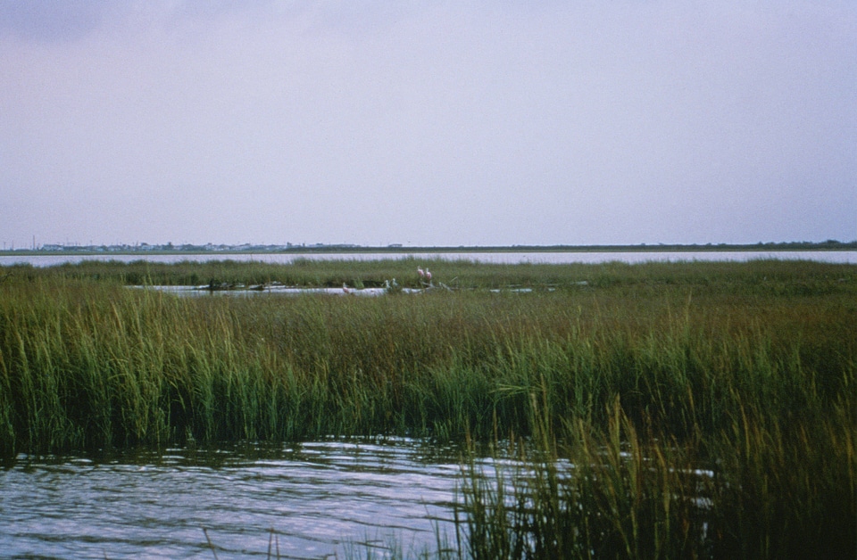 Coastal Wetlands, Texas