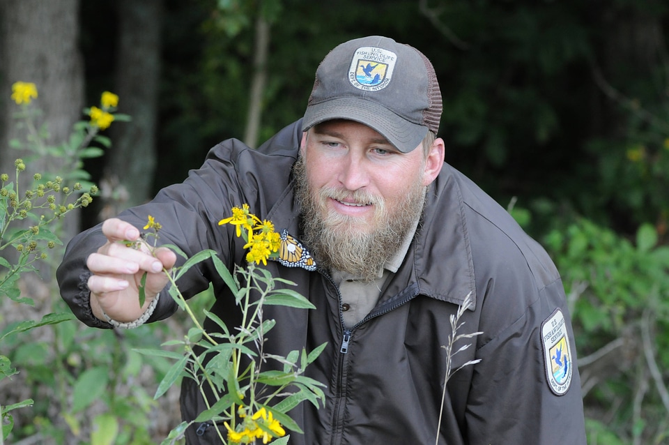 USFWS biologist tags a Monarch butterfly-5