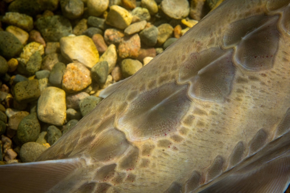 Pallid Sturgeon-1