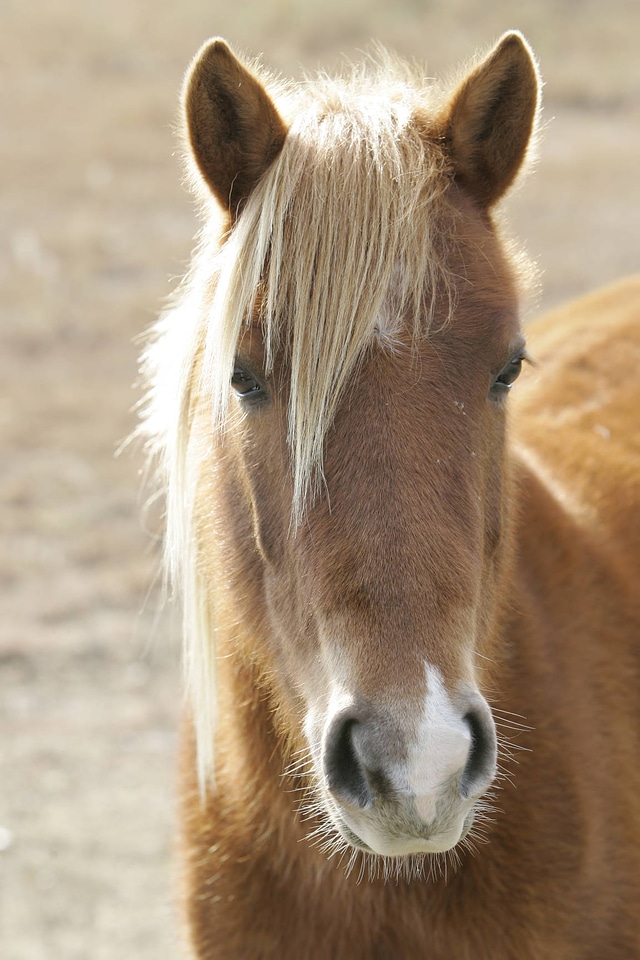 Chincoteague Pony close-up