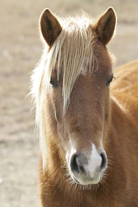 Chincoteague Pony close-up