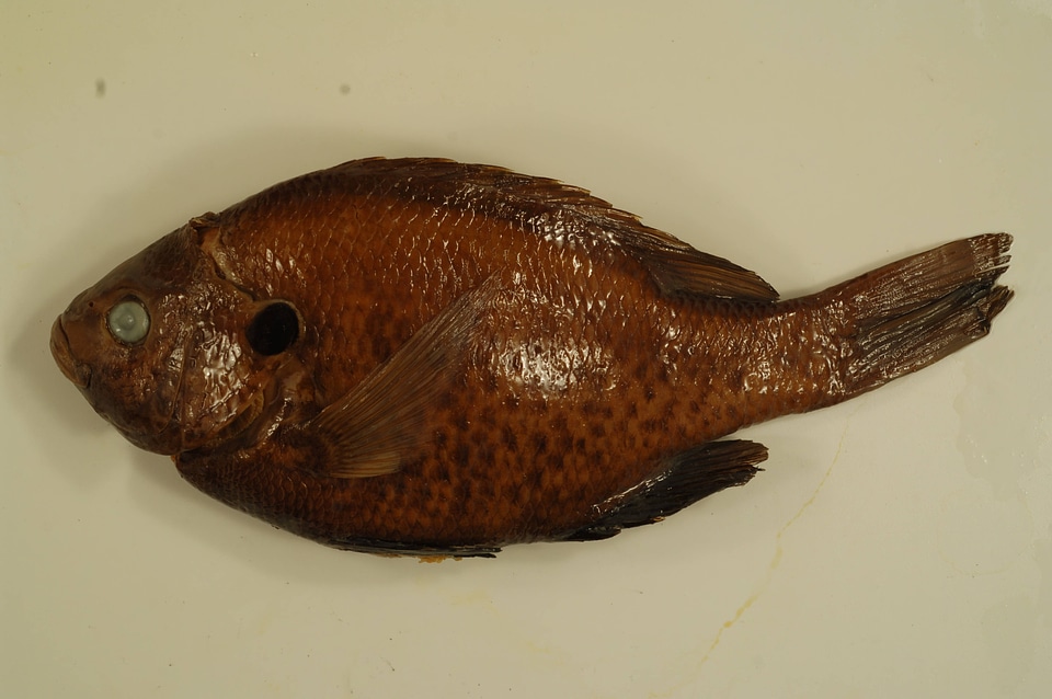 Lepomis microlophus-2