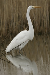 Great Egret-3 photo