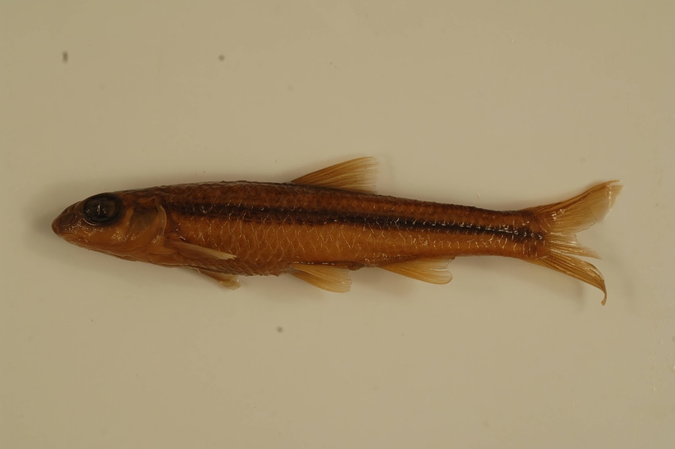 Hybopsis amblops-1