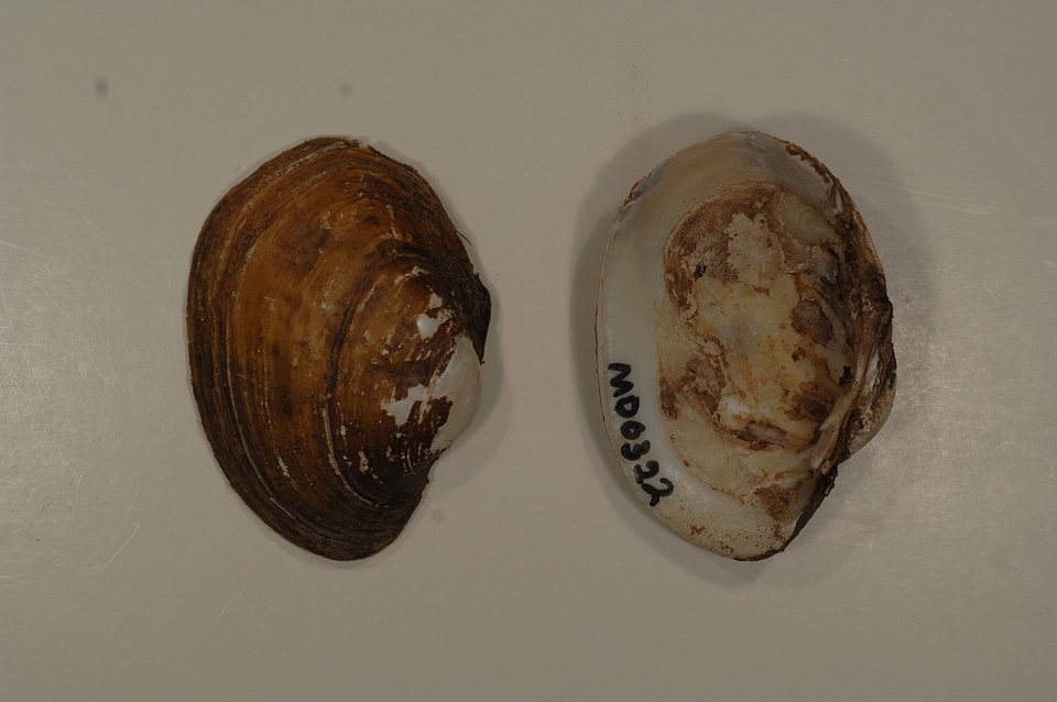 Lampsilis sp.-5