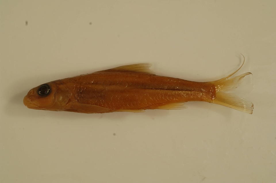 Macrhybopsis storeriana-1