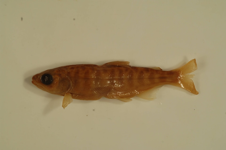 Oncorhynchus tshawytscha-4