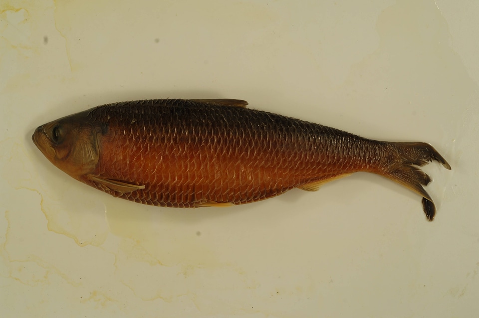 Alosa aestivalis-5
