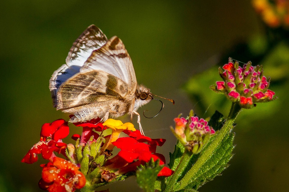 Laviana White Skipper 