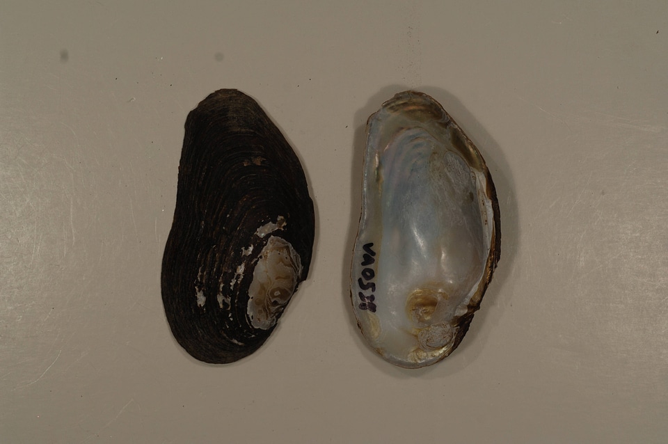 Pleurobema collina