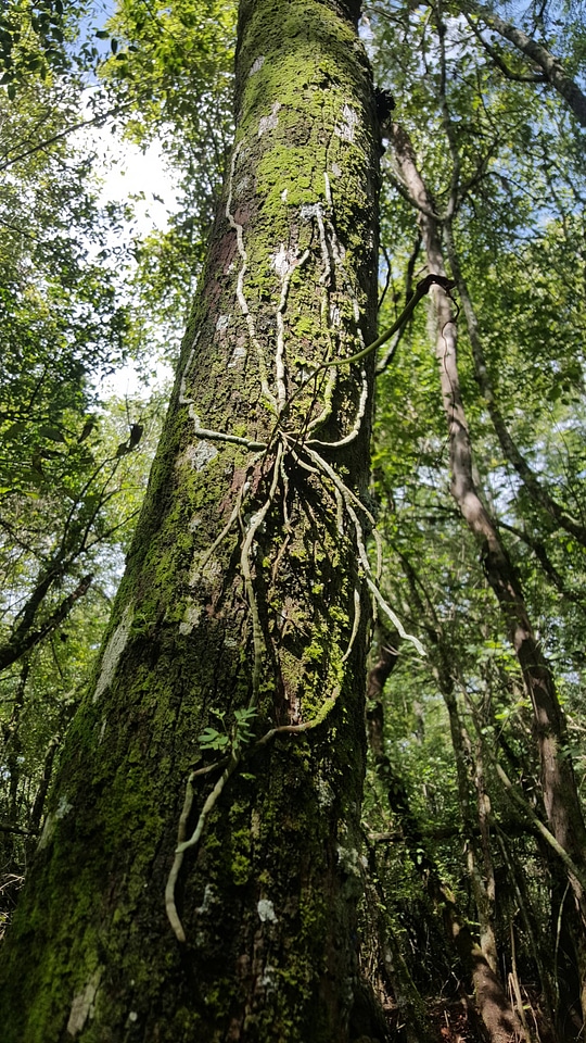 Large ghost orchid