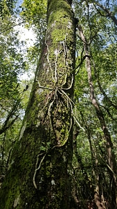 Large ghost orchid photo