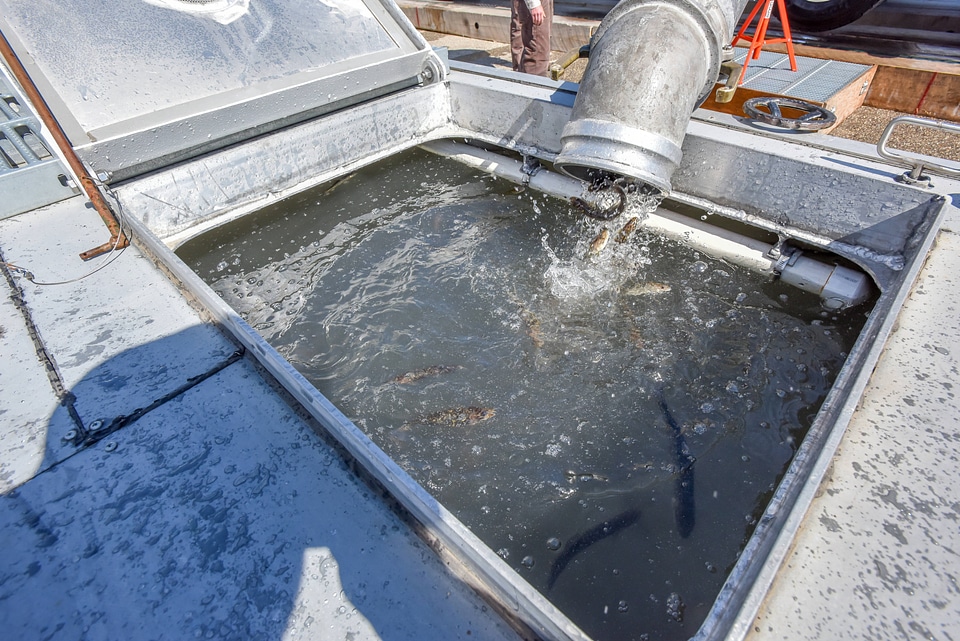 Juvenile lake trout in livewell aboard MV Spencer Baird-1