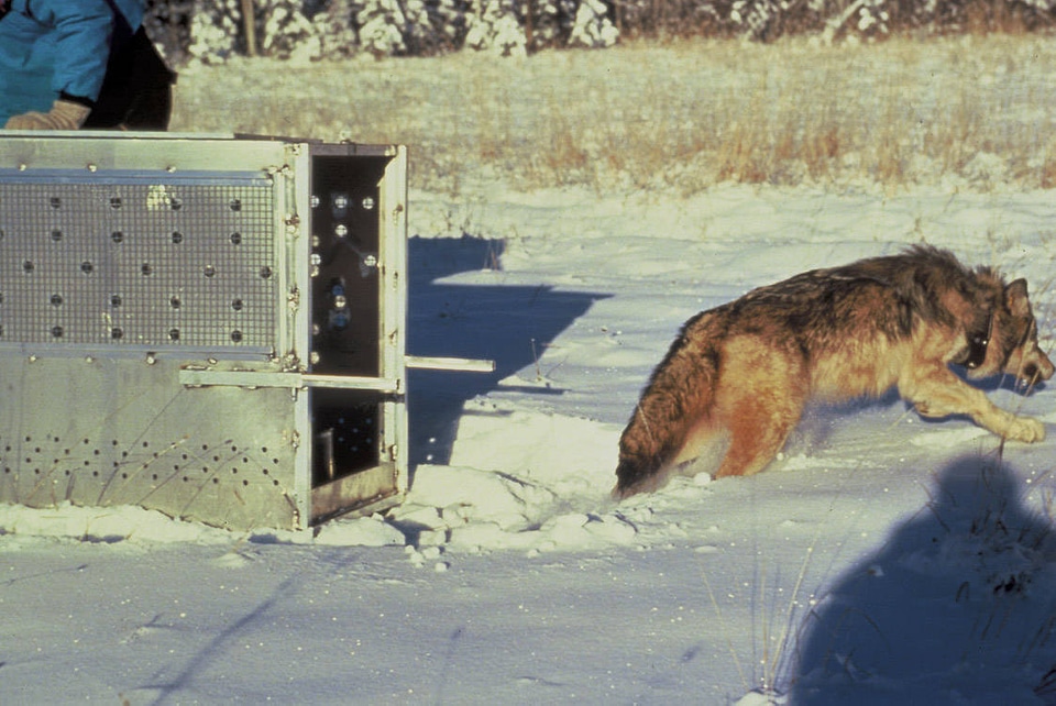 Gray Wolf - radio collared wolf released