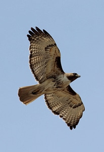 Red-tailed Hawk-2 photo