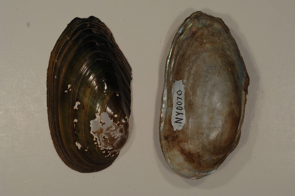 Pyganodon cataracta