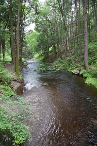 Woodland stream-1 photo