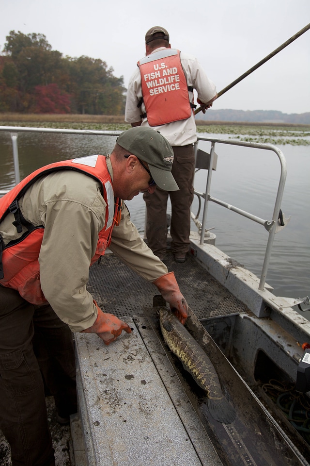 Electrofishing for Northern Snakehead-2