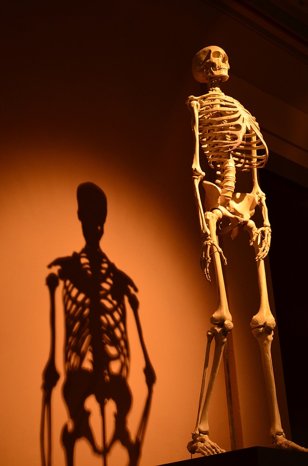 Anatomy bone shadow play