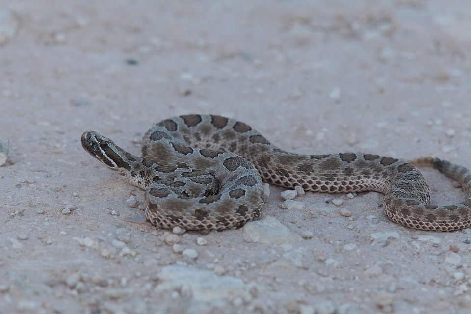Western Massasauga Rattlesnake-2